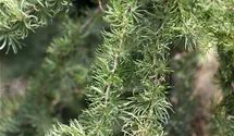 Mélèze du Japon 'Diana'