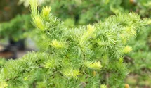 Mélèze du Japon 'Diana'