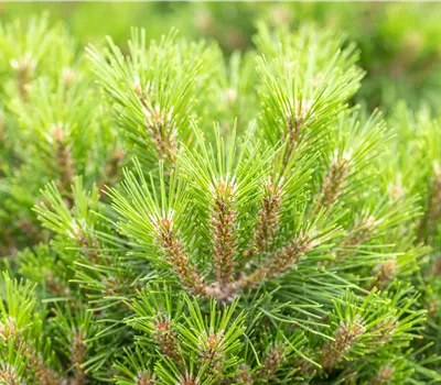  Pinus nigra 'Gaelle Brégeon'