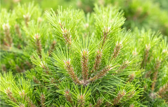 Pinus nigra 'Gaelle Brégeon'  Pinus nigra 'Gaelle Brégeon'