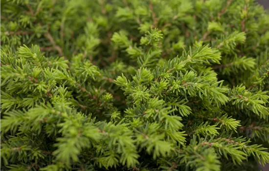 Picea abies 'Echiniformis' 