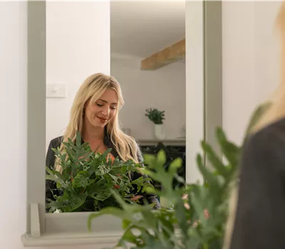 Cinq plantes d’intérieur purificatrices d’air pour votre maison Cinq plantes d’intérieur purificatrices d’air pour votre maison