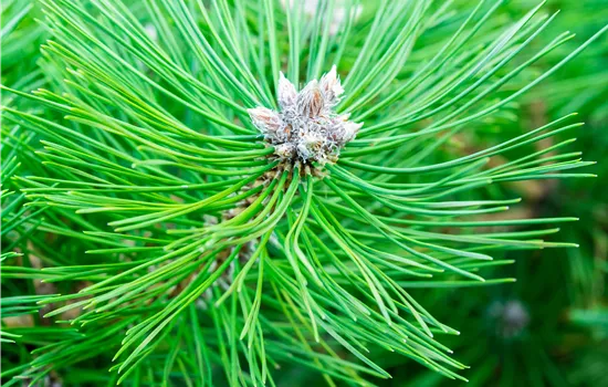 Pinus nigra 'Nana' 