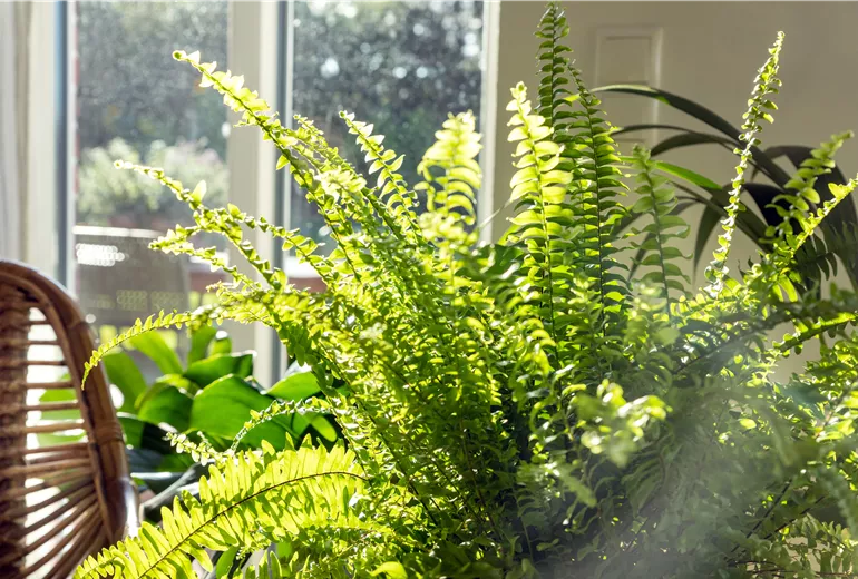 Nephrolepis exaltata