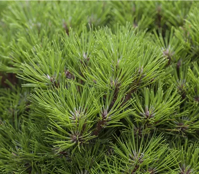 Pinus nigra 'Marie Brégeon' Pinus nigra 'Marie Brégeon'