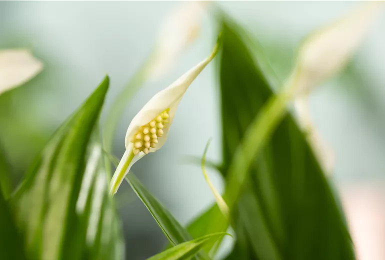 Spathiphyllum floribundum