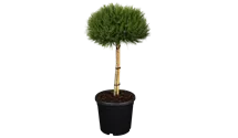 -50cm/Nadeln dunkelgrün/vert foncé
