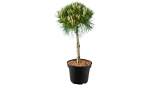 -50cm/Nadeln dunkelgrün/vert foncé