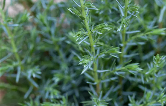 Juniperus communis 'Sentinel' 