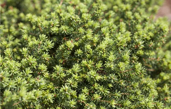 Picea abies 'Little Gem' 