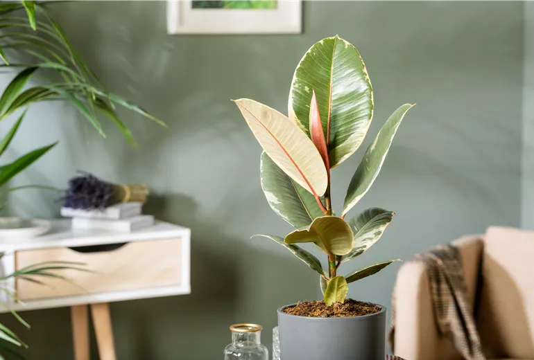 Ficus elastica 'Tineke'