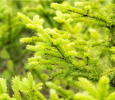 Picea abies 'Ohlendorffii' Picea abies 'Ohlendorffii'