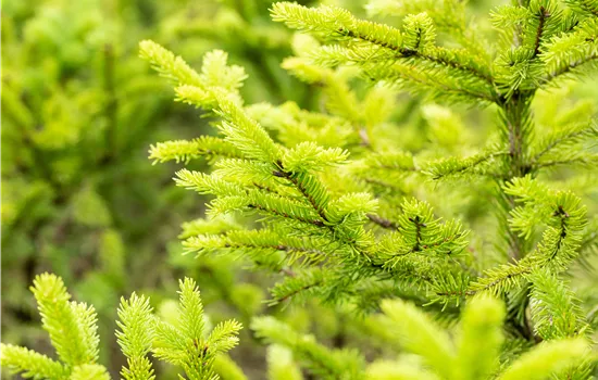 Picea abies 'Ohlendorffii' 