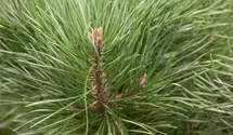 Tige 50cm Pin sylvestre nain 'Watereri'