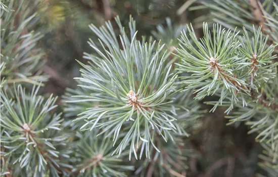 Pinus sylvestris 'Chantry Blue' 