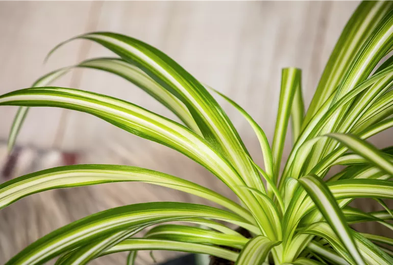 Chlorophytum comosum