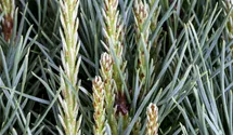 Tige 50cm Pin sylvestre nain 'Watereri'