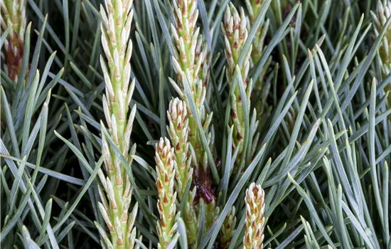 Pinus sylvestris 'Watereri'  Pinus sylvestris 'Watereri'