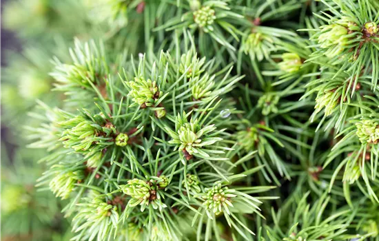 Picea glauca 'Alberta Globe' 