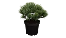 Pin nain 'Radiata'