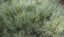 Pin nain 'Radiata'