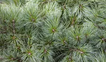 Pin nain 'Radiata'