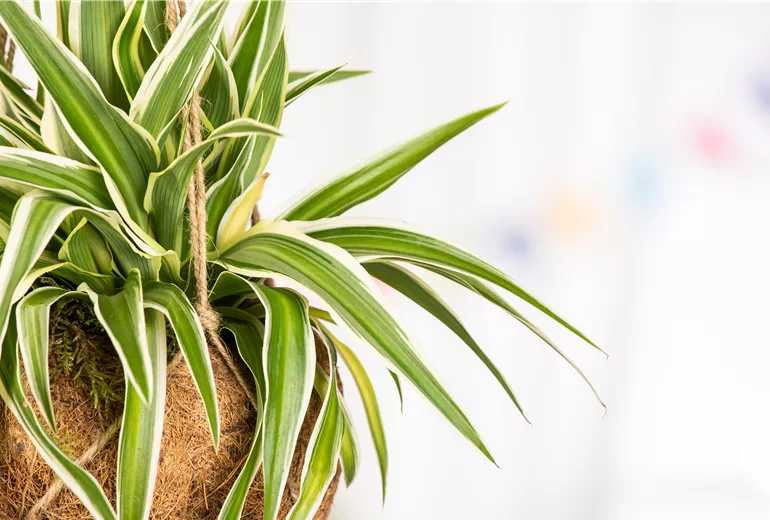 Chlorophytum comosum 'Ocean'