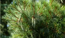 Pin nain 'Radiata'