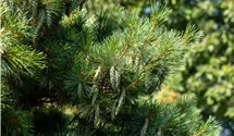 Pin nain 'Radiata'