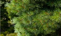 Pin nain 'Radiata'