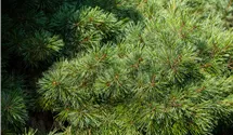 Pin nain 'Radiata'