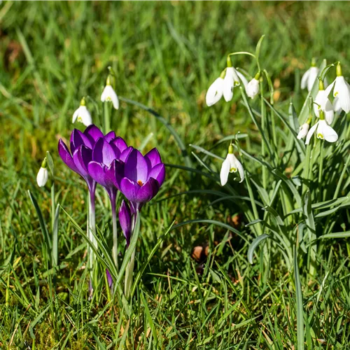 Die schönsten Frühblüher für Ihr Frühlingsparadies