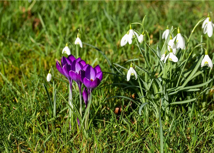 Die schönsten Frühblüher für Ihr Frühlingsparadies