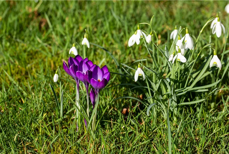 GS651096.jpg GS651096.jpg