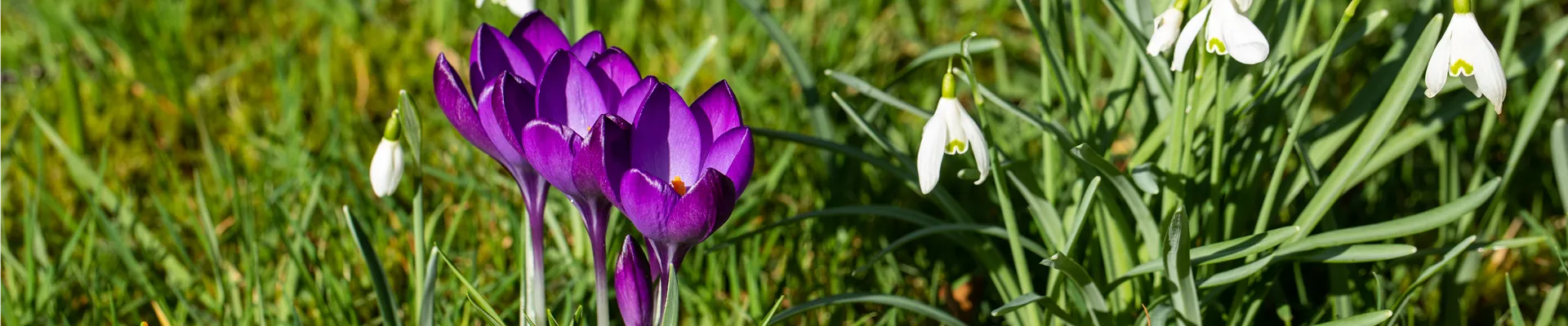 Crocus vernus, violett