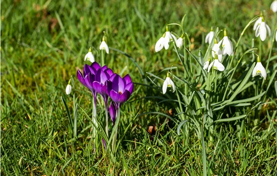 Les plus belles plantes précoces pour votre paradis printanier