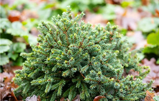 Picea glauca 'Echiniformis' 