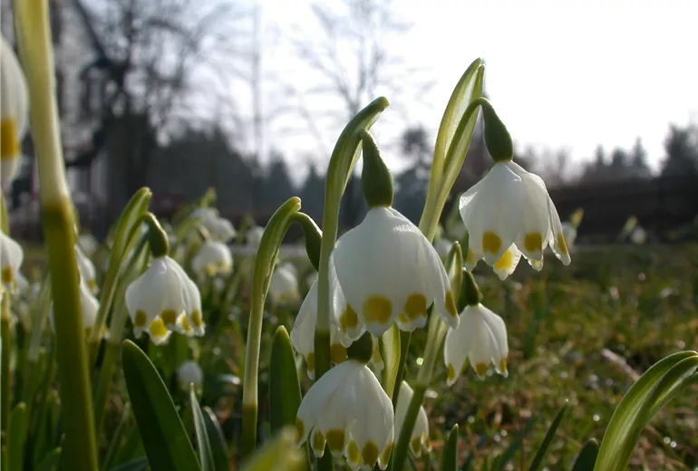 GS614277.jpg GS614277.jpg