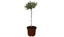 Tige 80cm Épicéa nain de Serbie