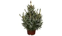 -3m/kegelförmig/forme pyramide