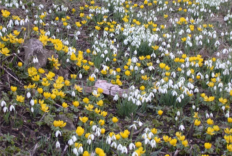 GS614098.jpg GS614098.jpg