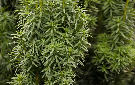 Taxus baccata 'David'  Taxus baccata 'David'