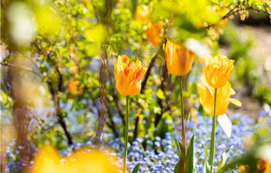 Gartenarbeit im Frühjahr für ein strahlendes Gartenjahr Gartenarbeit im Frühjahr für ein strahlendes Gartenjahr