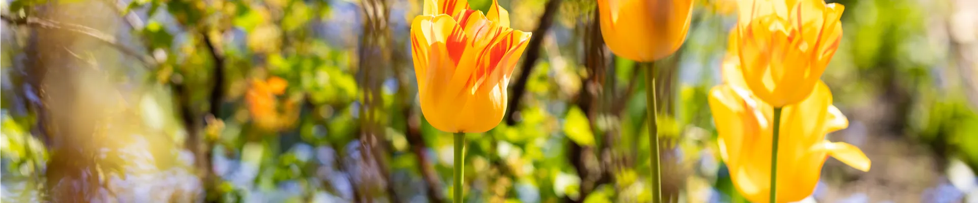 Tulpen im Beet