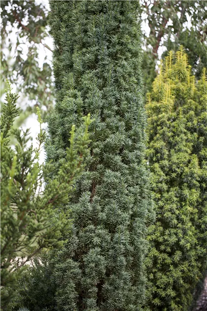 Taxus baccata 'Fastigiata Robusta'