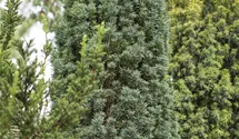 Schmale Säuleneibe 'Fastigiata Robusta'