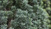 Schmale Säuleneibe 'Fastigiata Robusta'