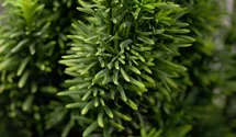 Schmale Säuleneibe 'Fastigiata Robusta'
