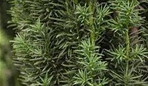 Schmale Säuleneibe 'Fastigiata Robusta'