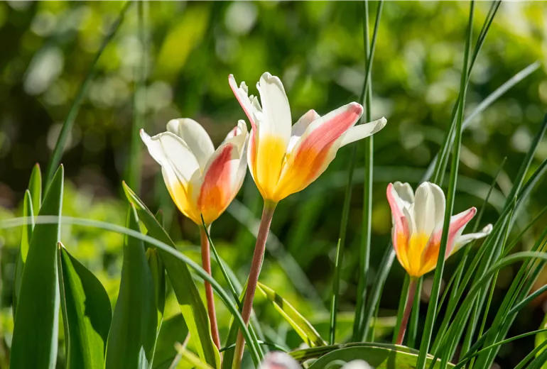 GS712344.jpg GS712344.jpg